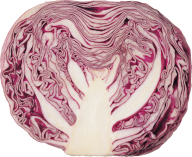 Cabbage PNG free Image Download 6