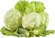 Cabbage PNG free Image Download 8