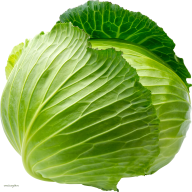 Cabbage PNG free Image Download 9