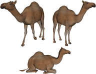 Camel Png All Position