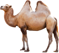 Camel Png Side View