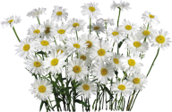 cammomile PNG free Image Download 1
