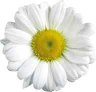 cammomile PNG free Image Download 10