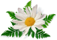 cammomile PNG free Image Download 11