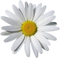 cammomile PNG free Image Download 12