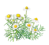 cammomile PNG free Image Download 13