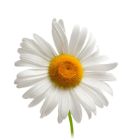cammomile PNG free Image Download 14
