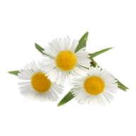 cammomile PNG free Image Download 15
