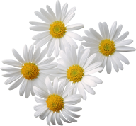 cammomile PNG free Image Download 16