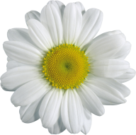 cammomile PNG free Image Download 17