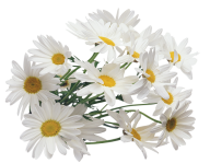 cammomile PNG free Image Download 2