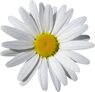 cammomile PNG free Image Download 3