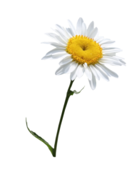 cammomile PNG free Image Download 4