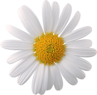 cammomile PNG free Image Download 5