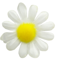 cammomile PNG free Image Download 6