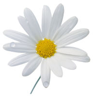 cammomile PNG free Image Download 7