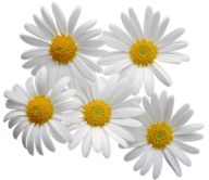 cammomile PNG free Image Download 8