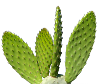 castus PNG free Image Download 1