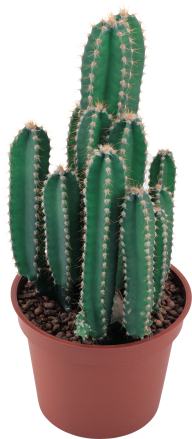 castus PNG free Image Download 3