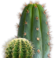 castus PNG free Image Download 4