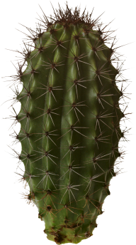 castus PNG free Image Download 5