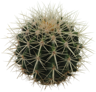 castus PNG free Image Download 6