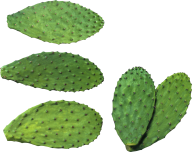 castus PNG free Image Download 7