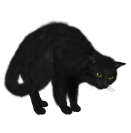 Cat Afraid Png