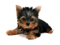 Cat Dog Png