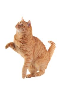 Cat Hand Shake Png