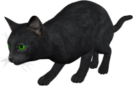 Cat Hunting Png
