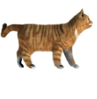 Cat Logo Png