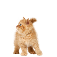 Cat Png