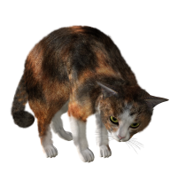 Cat PngLooking Back