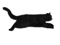 Cat Running Png