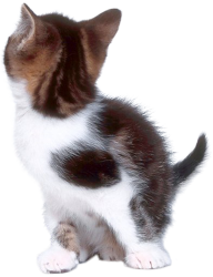 Cat Turned Png