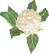 cauliflower PNG free Image Download 15
