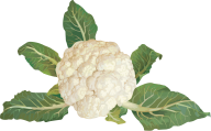 cauliflower PNG free Image Download 27
