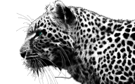Cheetah Face Png