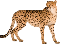 Cheetah For Web Png