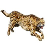 Cheetah Jumping Png