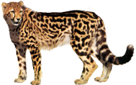 Cheetah Png For Web