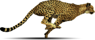 Cheetah Png HD