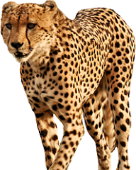 Cheetah Png Icon