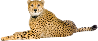 Cheetah Png In Angry Mood