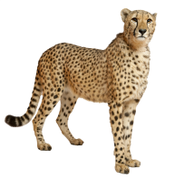 Cheetah Png Looking For Food