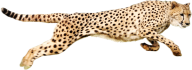Cheetah Png Running