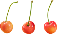 cherry png free download 12