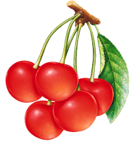 cherry png free download 42