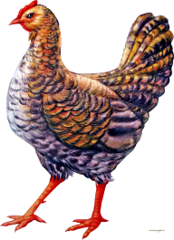 Chicken Clipart